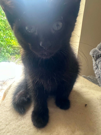 6 Beautiful Black Kittens Ready For Their Forever Homes
