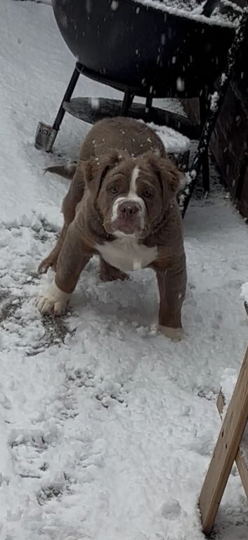 Old English bulldog (stud)