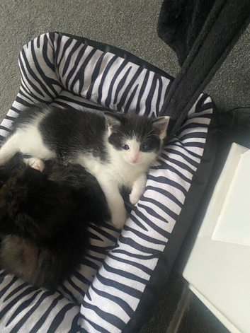 Ragdoll X Kittens for sale