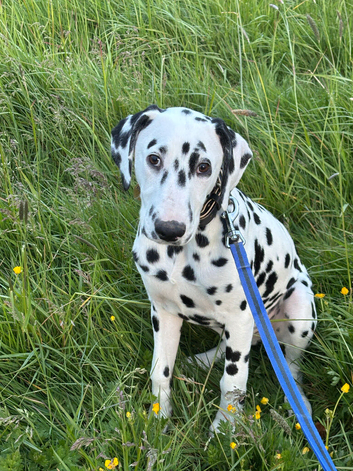 Urgent home required!