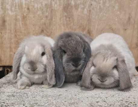 Georgeous pure mini lops ready to leave now