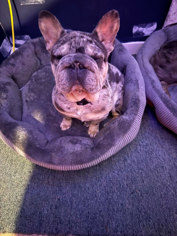 Female French bulldog