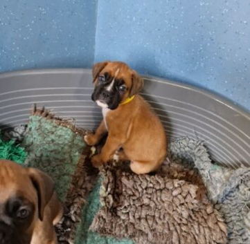 BEAUTIFUL BOXER PUPPIES READY FOR NEW HOMES