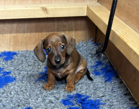 Dachshund puppy - shaded red boy