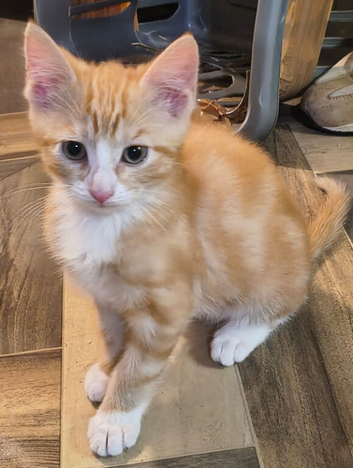 kittens looking for a forever loving home