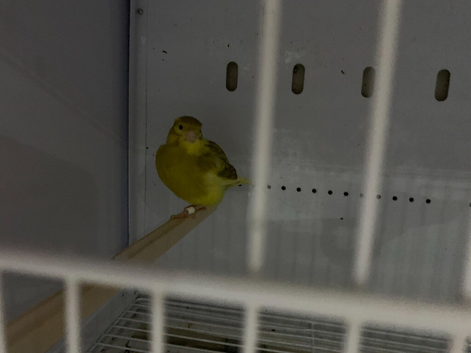 cinnamon and yellow variegated cock
