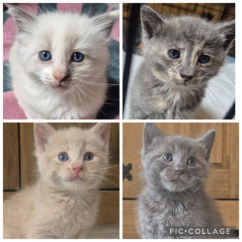 Kittens looking for forever homes