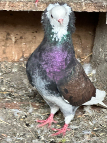 Pigeons