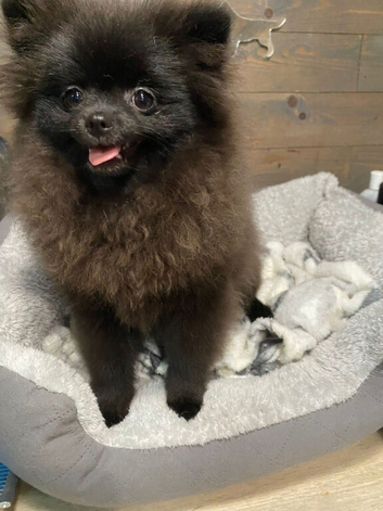 2 beautiful Pom girls