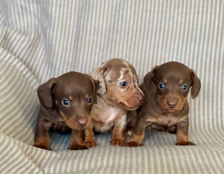 Miniature Smooth coat Dachshund puppies