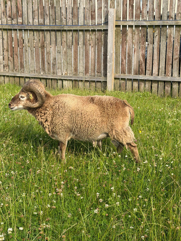 Pedigree Registered Soay Rams