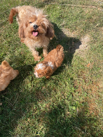 Beautiful cavapoo pups ready to leave