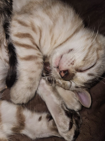 Snow and brown bengal kittens
