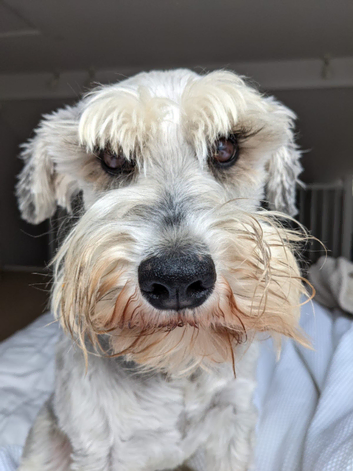 Dog Walker in Camden NW1 Area