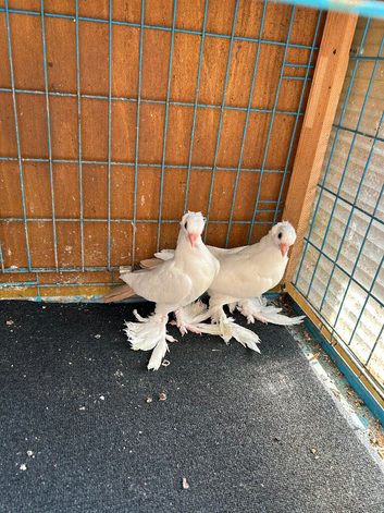 Pigeons for sell London Hackney