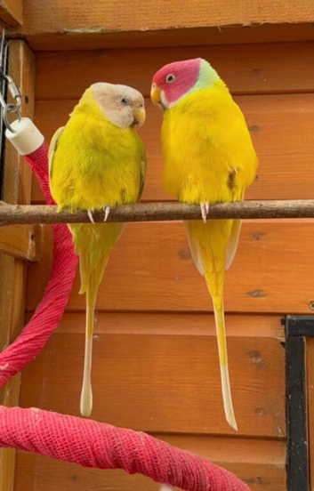 Pair of plumhead parrots (Dilute yellows)