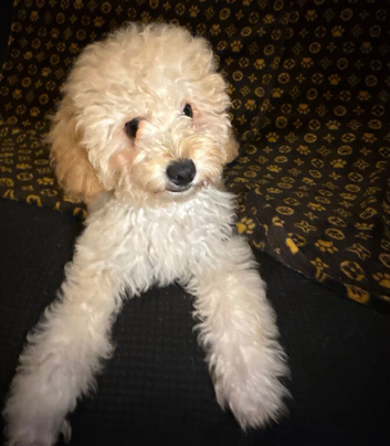 Ready to leave miniature cavapoochons