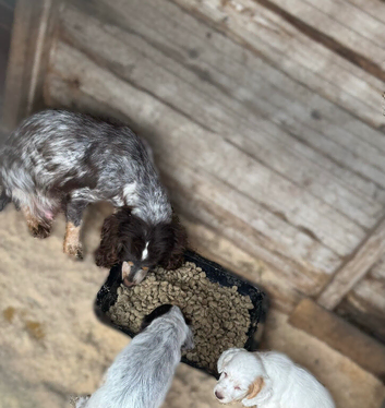 Half Show Half Working Cocker Spaniel Puppies