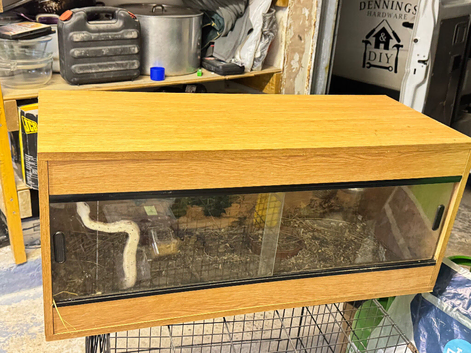 Boa with Viv for sale