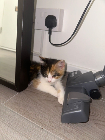 Mixed calico kitten (female) with all accessories!