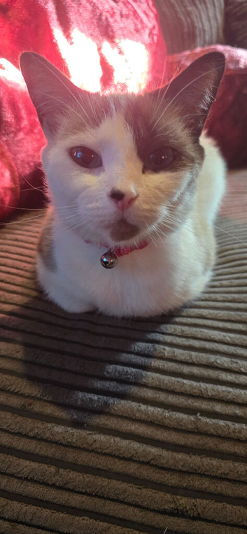 Cat for sale shes a mix snowshoe cat