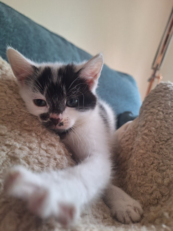 Kitten - 10 weeks - Girl