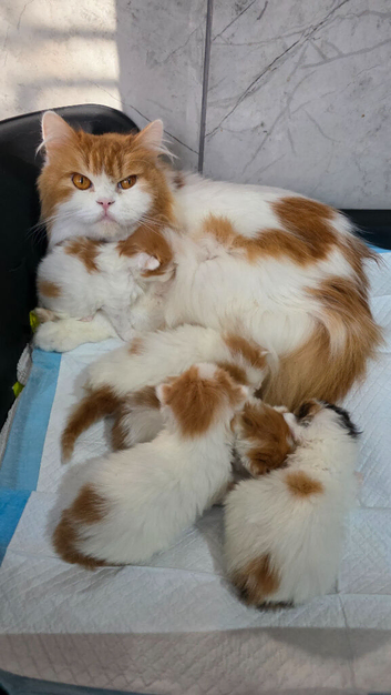 Last wee wonder seeks mum or dad