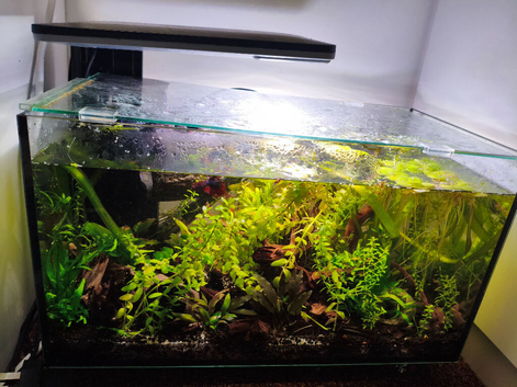 Crowntail Betta with planted tank