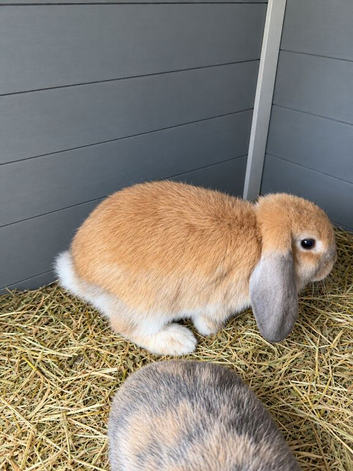 Last little girl available ready now