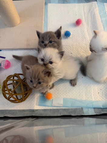 British Shorthair kittens