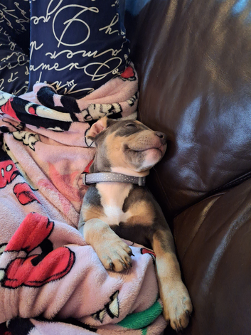 Pet sitting and dog walking