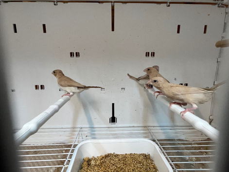 Mutation silverbills