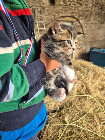 Beautiful Tabby Kittens