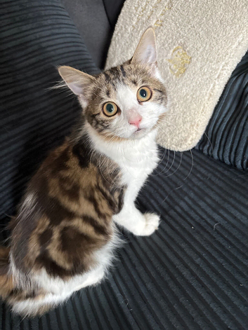 Gorgeous Female kitten