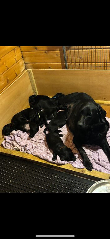 Working labs