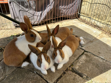 Baby Ditch Bunnies 12 Weeks old Ginger