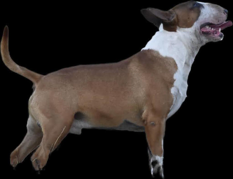 Fantastic KC english bull terrier stud