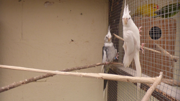 BLACK CHEECK ZEBRA FINCH PAIR,BREEDING PAIR GREEN BUDGIE &pound;50 BLUE &pound;25 EACH