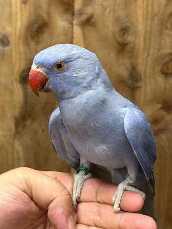 Baby ringneck parrot
