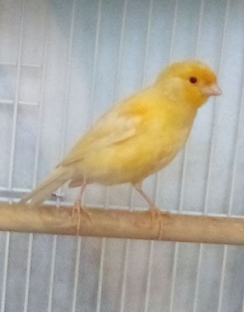 2026 Razzer Cock