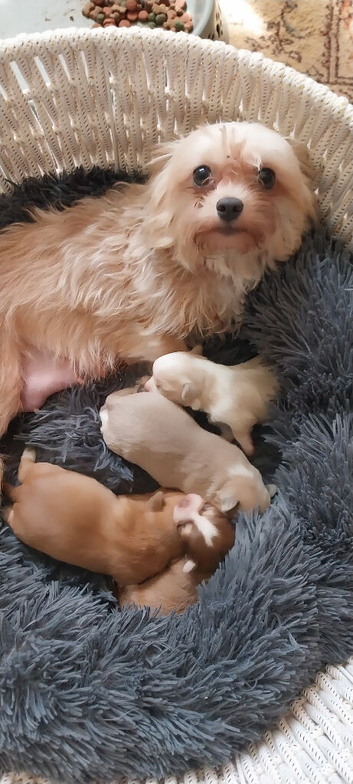 Shorchi puppies