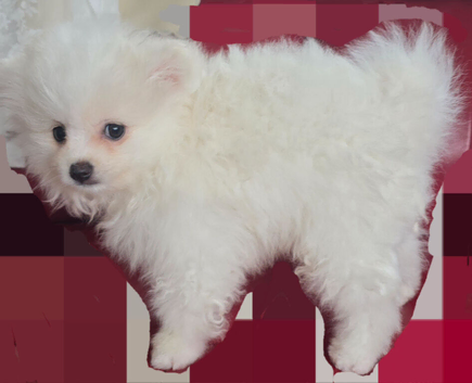 Pedigree pure breed pomeranian puppies