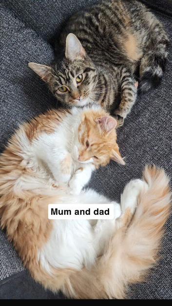 Two female kittens looking for a loving home