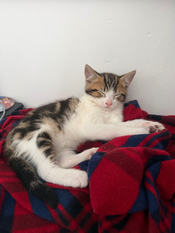 8 week old male kitten