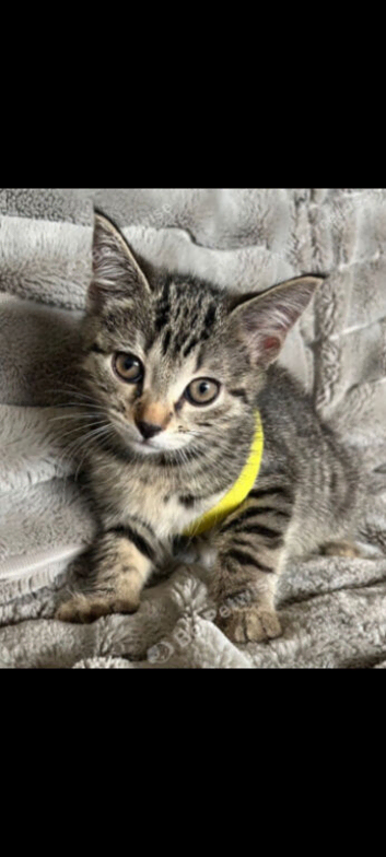 Female bengal kittens