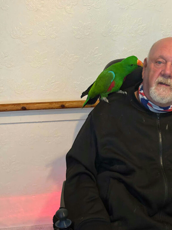 Eclectus for sale