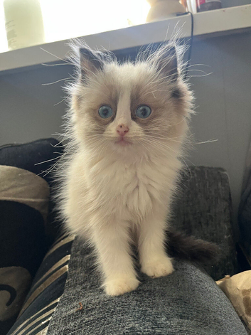 Ragdoll Kittens