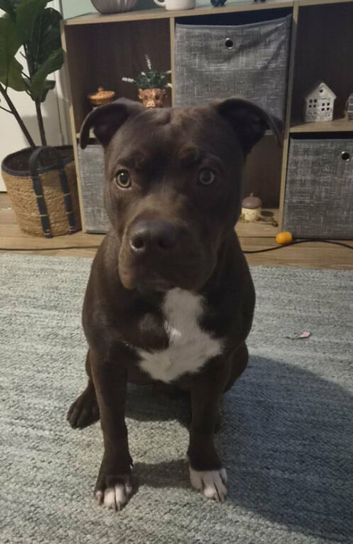 Chocolate staffy 8 months old