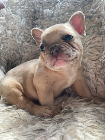 French Bulldog Puppies
