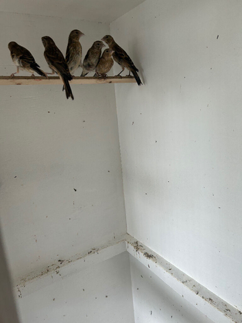 Mules linnet, goldfinch,black hooded red Siskin